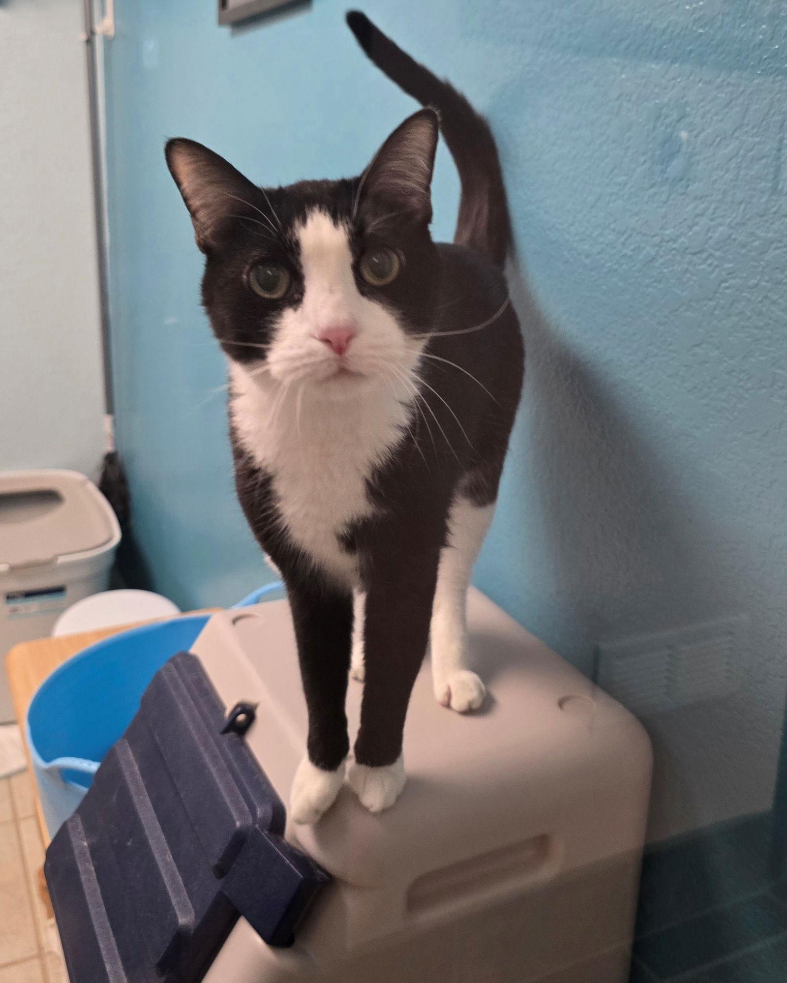 Enlarge Oreo, a Adoptable Domestic Short Hair in Evergreen, CO image 2/3