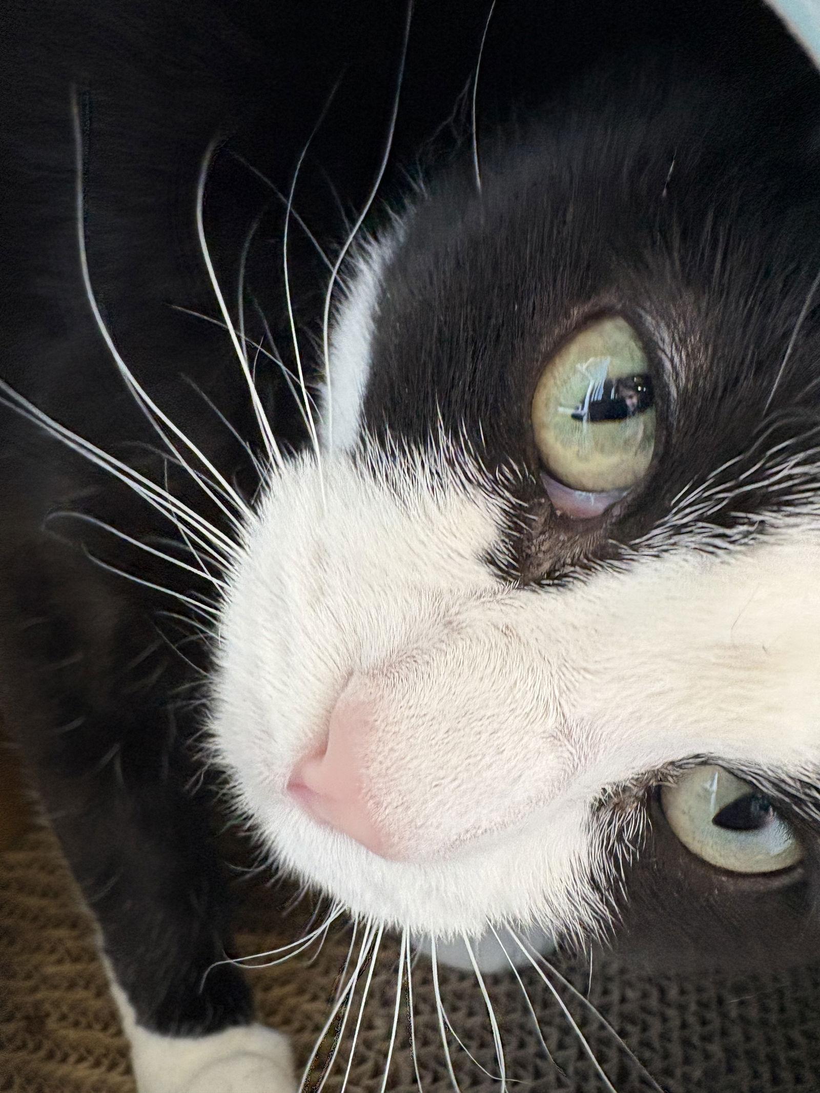 Oreo, a Adoptable Domestic Short Hair in Evergreen, CO image 2/3