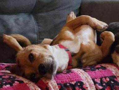 Sammy, Adoptable, Adult Male Beagle.