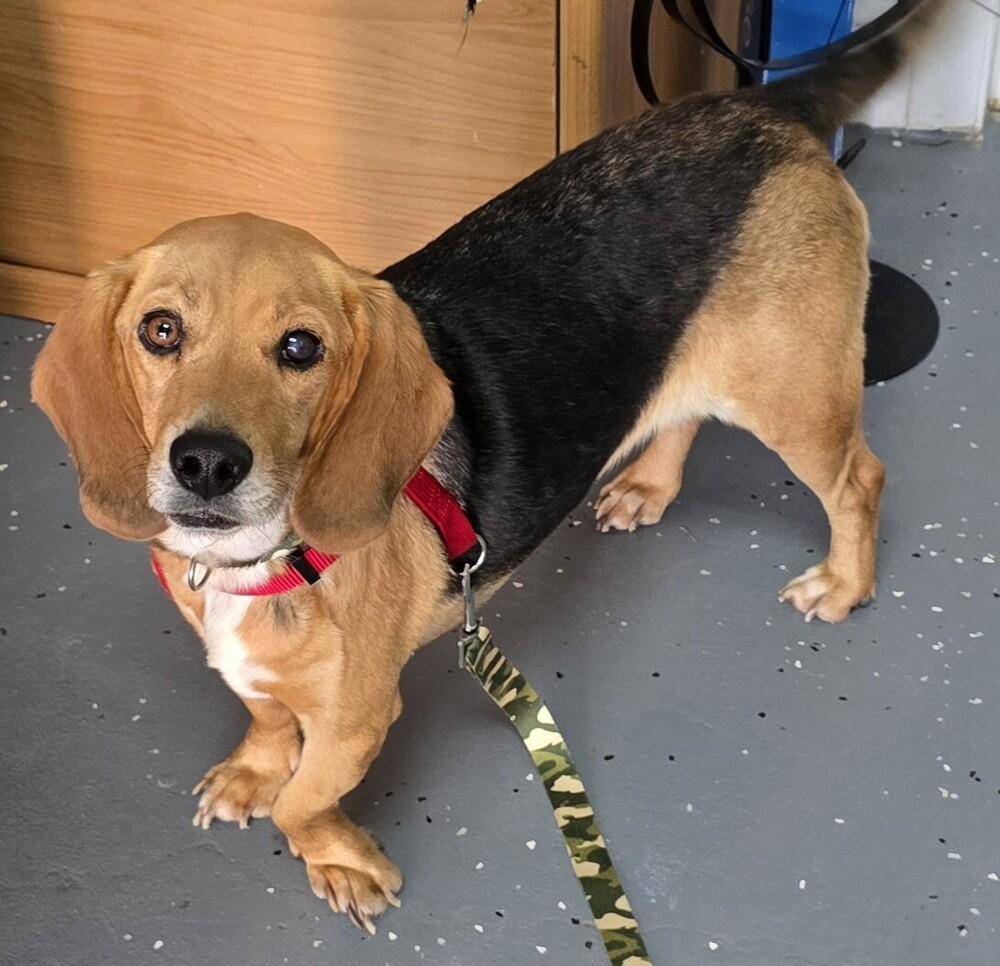 Enlarge Sammy, a Adoptable Beagle in Woodbridge, VA image 2/2