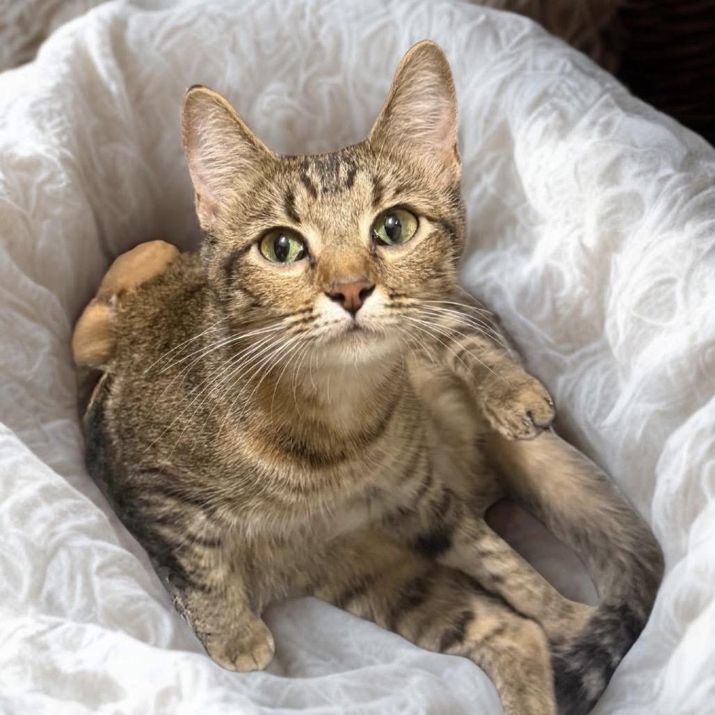 Enlarge Granny Smith, a Adoptable Domestic Short Hair in Kansas City, MO image 1/1