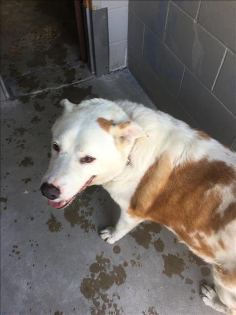 BEVO, Adoptable, Adult Male Labrador Retriever & Mixed Breed.