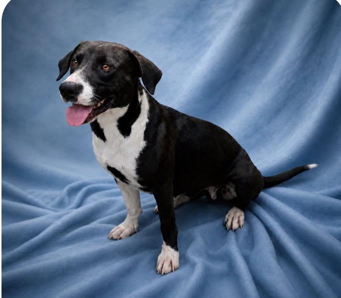 Enlarge Raynie, a ADOPTABLE mixed breed in Guntersville, AL image 1/4