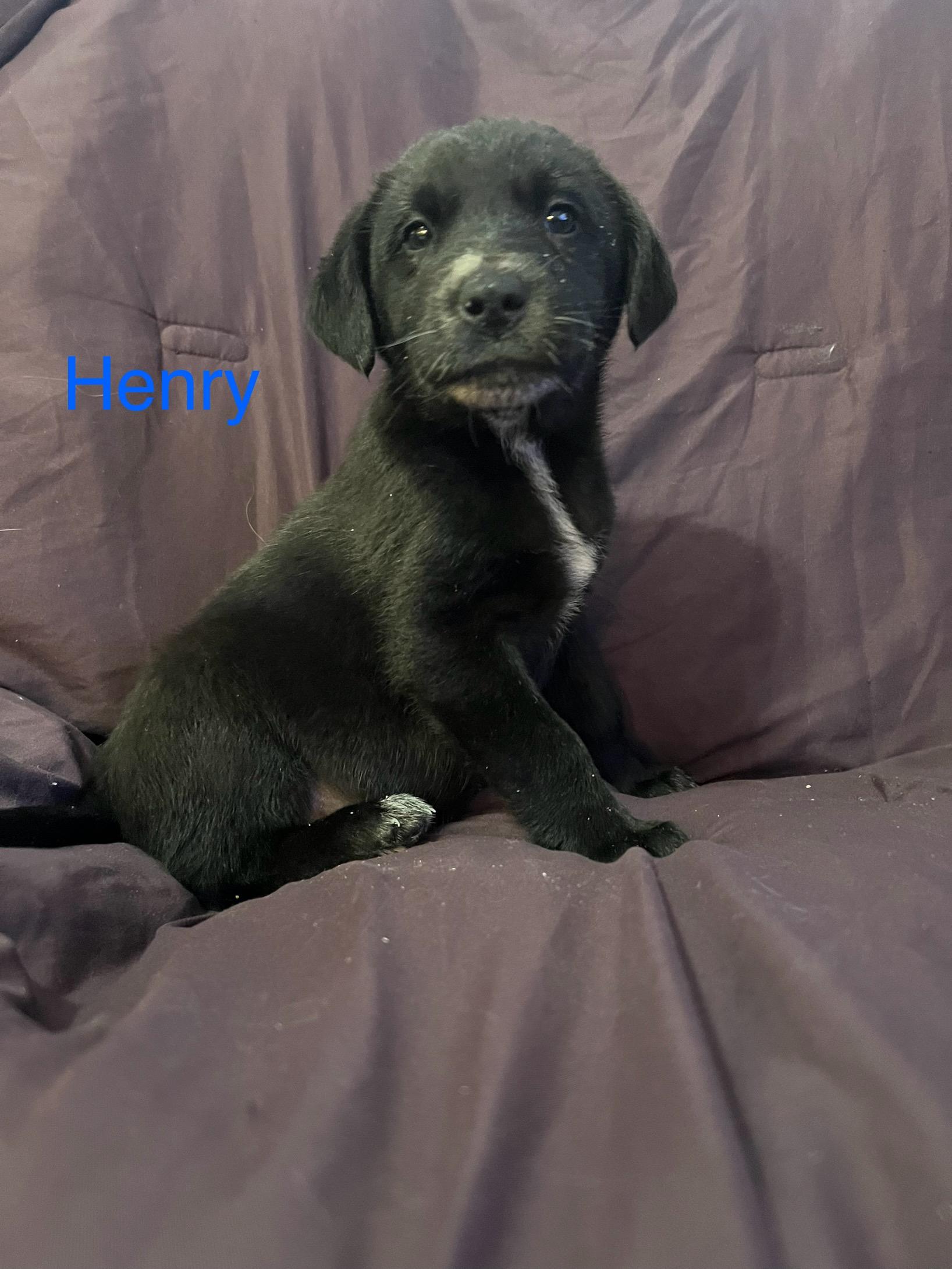 Henry, ADOPTABLE, Puppy Male Labrador Retriever.