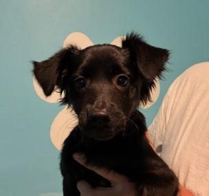Taco, an adoptable Spaniel & Chihuahua Mix in Canoga Park, CA_image-1
