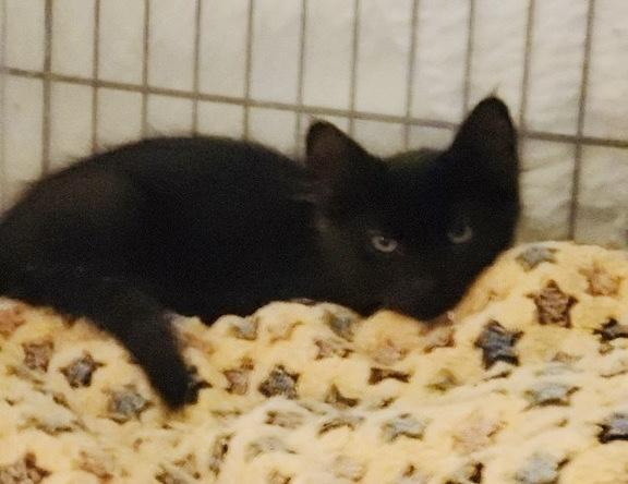 Jip, a Adoptable Domestic Medium Hair in Wasilla, AK image 2/3