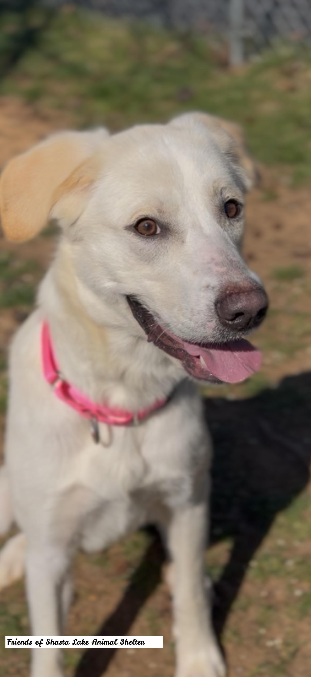 Jade, a ADOPTABLE mixed breed in Shasta Lake, CA image 2/3