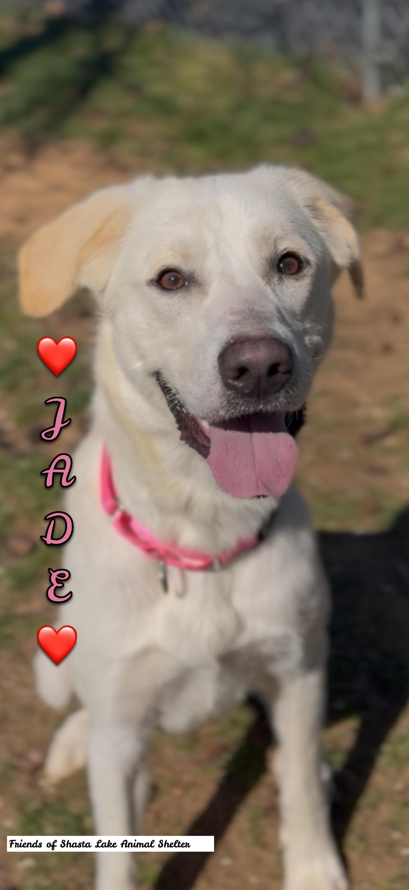 Jade, a ADOPTABLE mixed breed in Shasta Lake, CA image 1/3