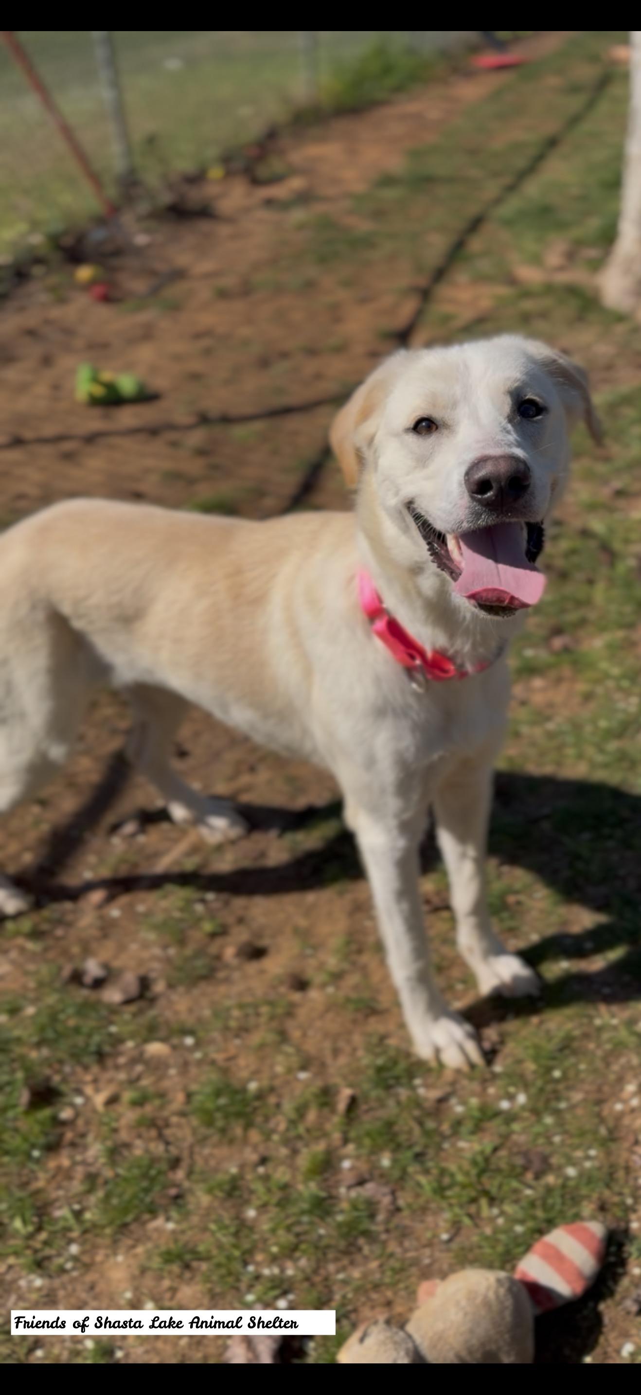 Jade, a ADOPTABLE mixed breed in Shasta Lake, CA image 3/3
