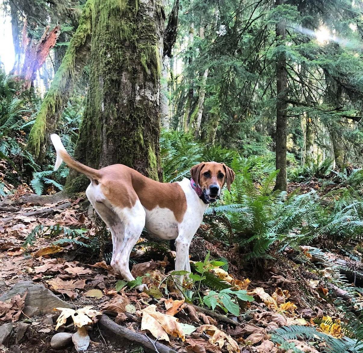 Moonshine, Adoptable, Senior Female Treeing Walker Coonhound & Labrador Retriever.