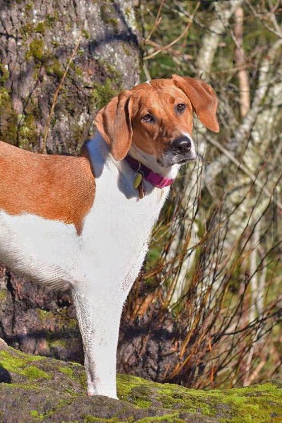 Enlarge Moonshine, a Adoptable mixed breed in McKinney, TX image 2/3