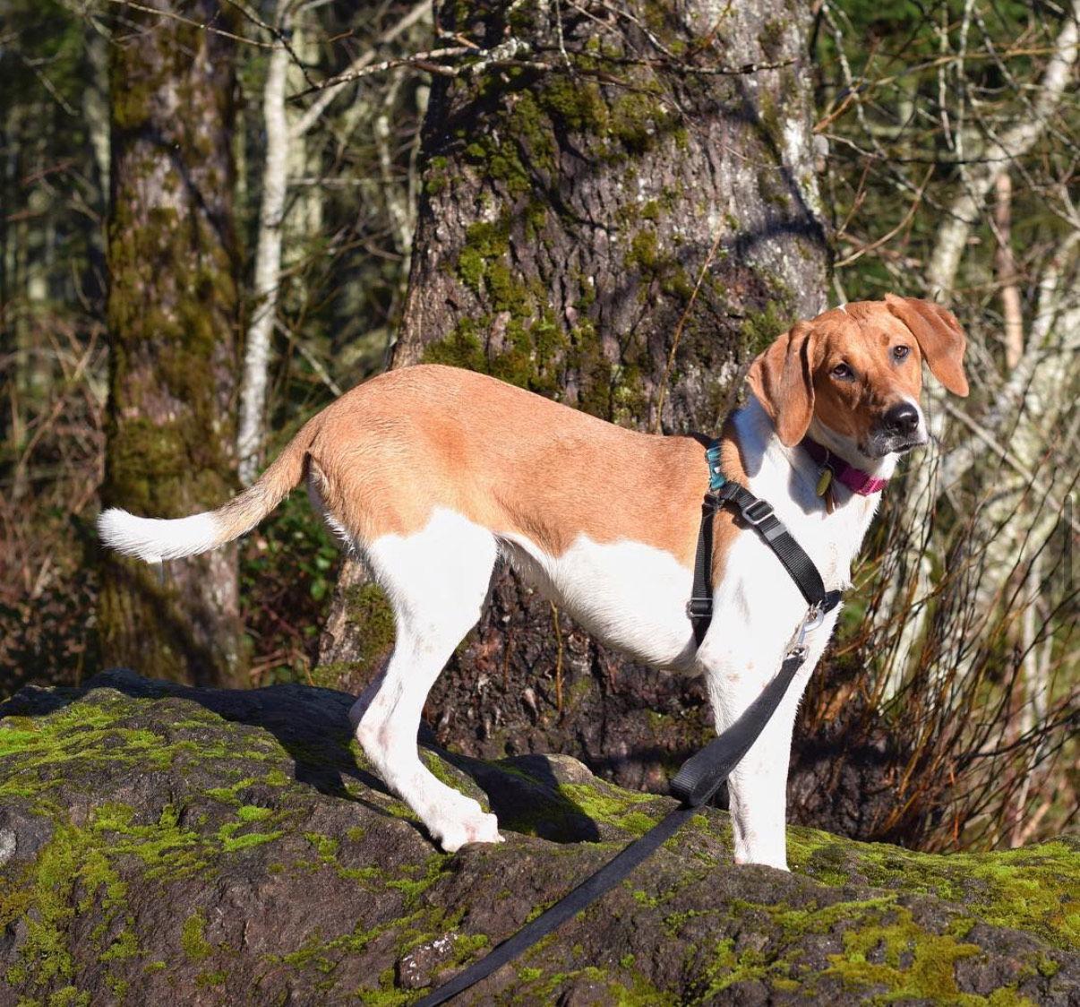 Enlarge Moonshine, a Adoptable mixed breed in McKinney, TX image 3/3