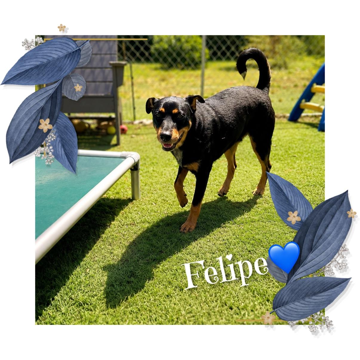 Felipe, a Adoptable Mixed Breed in Fredericksburg, VA image 4/6
