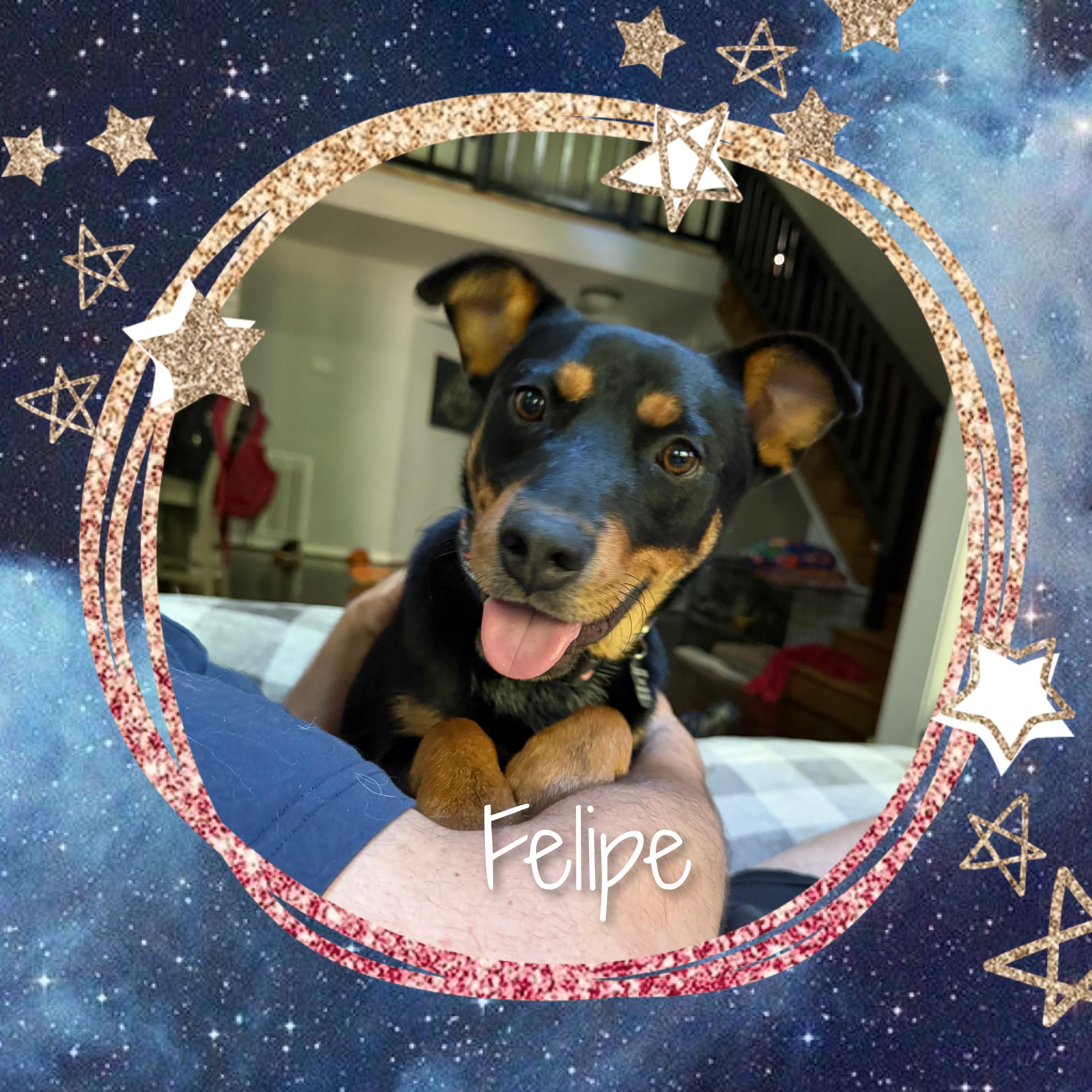 Felipe, Adoptable, Young Male Mixed Breed.