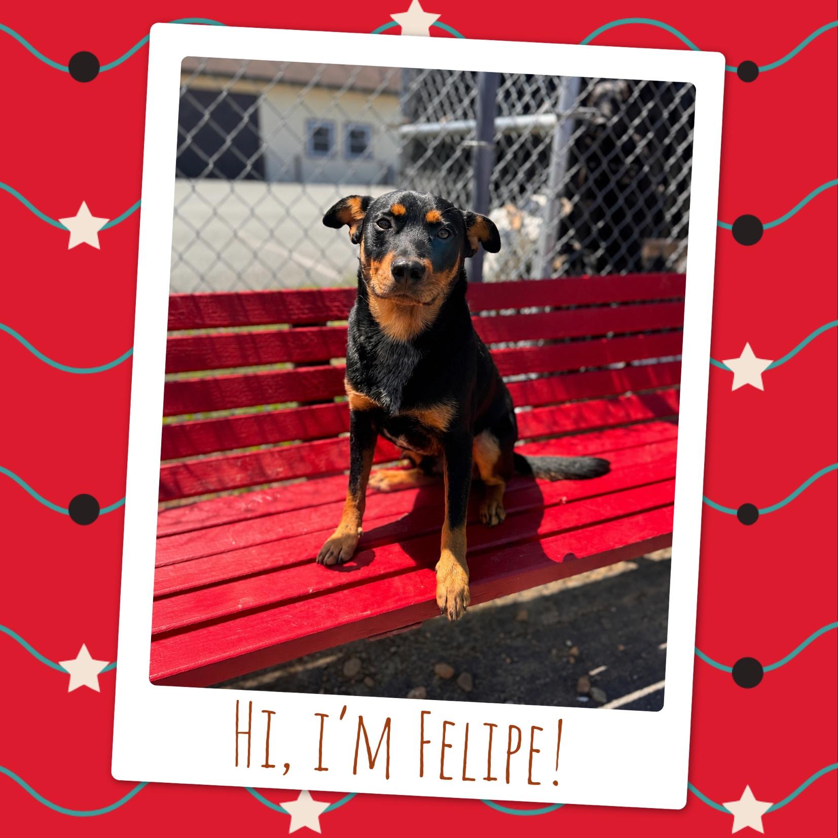 Felipe, a Adoptable Mixed Breed in Fredericksburg, VA image 6/6
