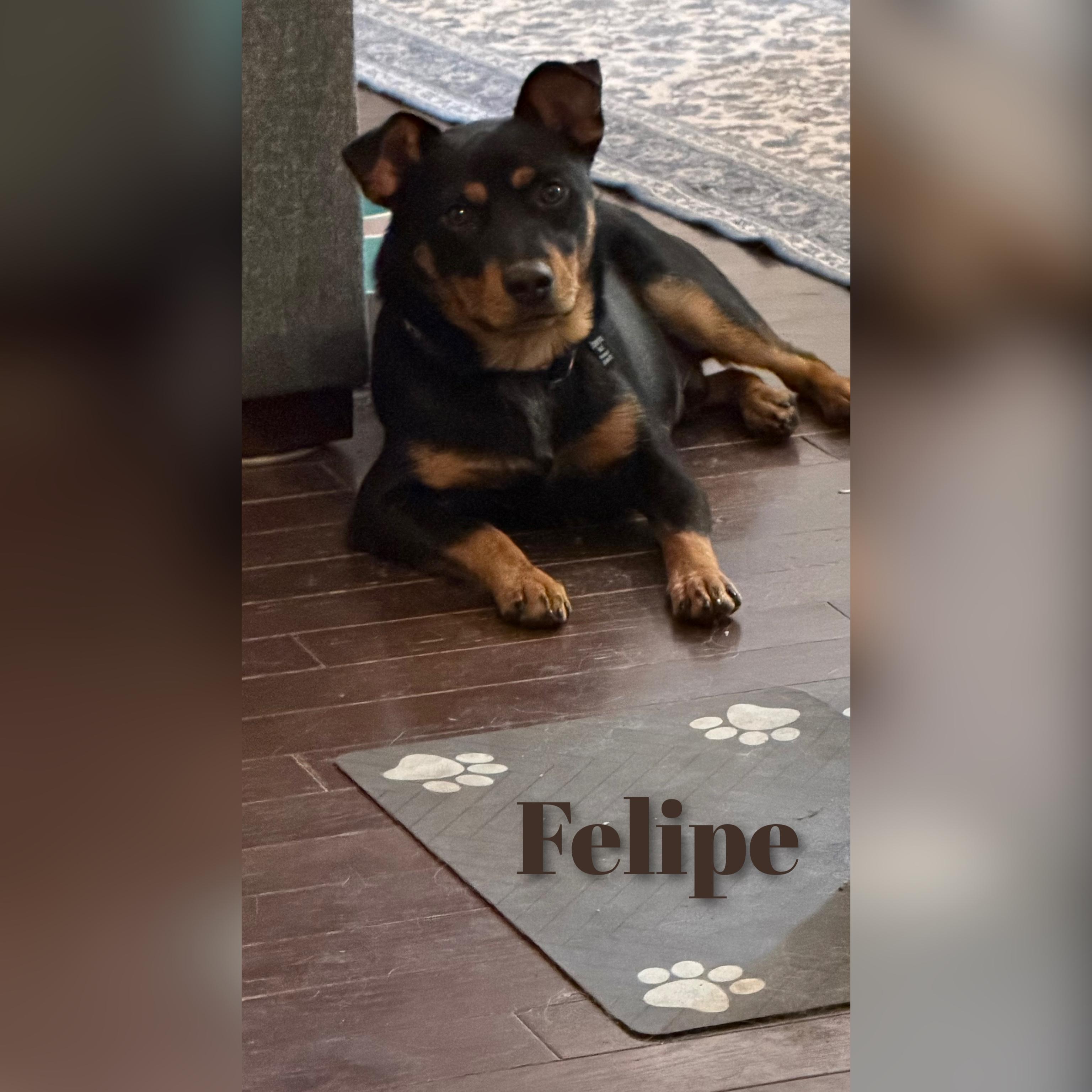 Felipe, a Adoptable Mixed Breed in Fredericksburg, VA image 3/6