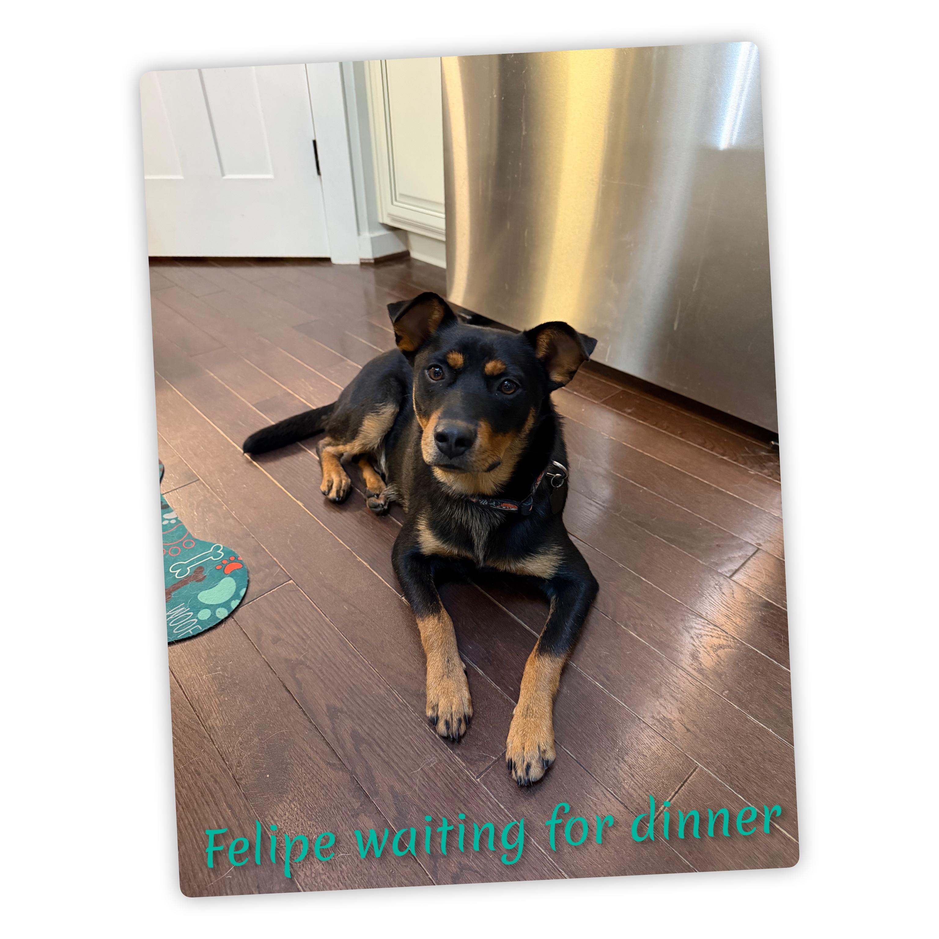 Felipe, a Adoptable Mixed Breed in Fredericksburg, VA image 5/6