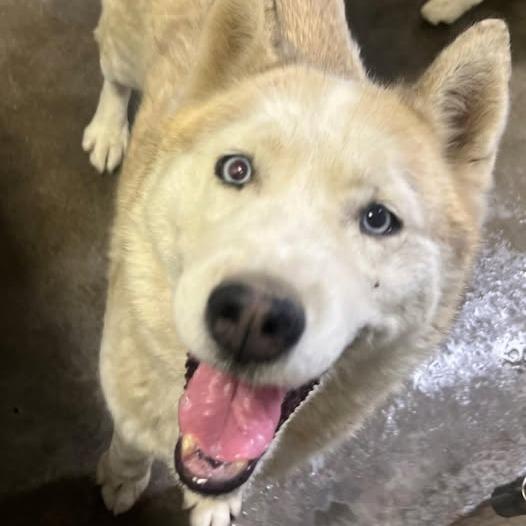 26-816, Adoptable, Puppy Female Husky.
