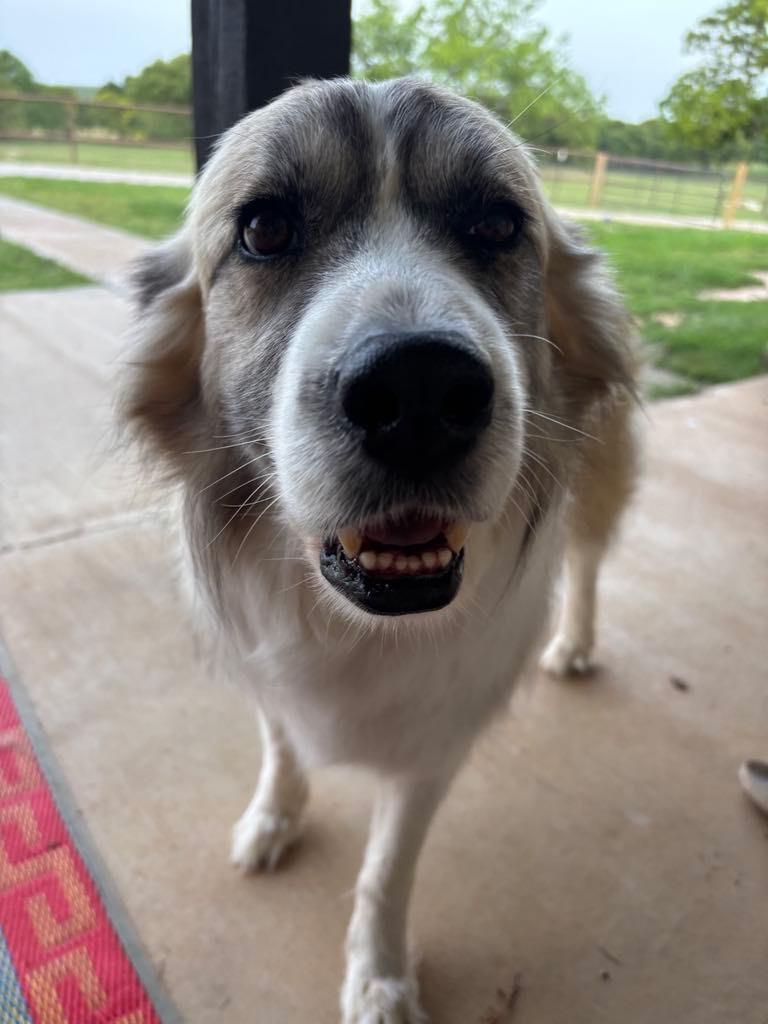 Cocoa, Adoptable, Adult Female Anatolian Shepherd.