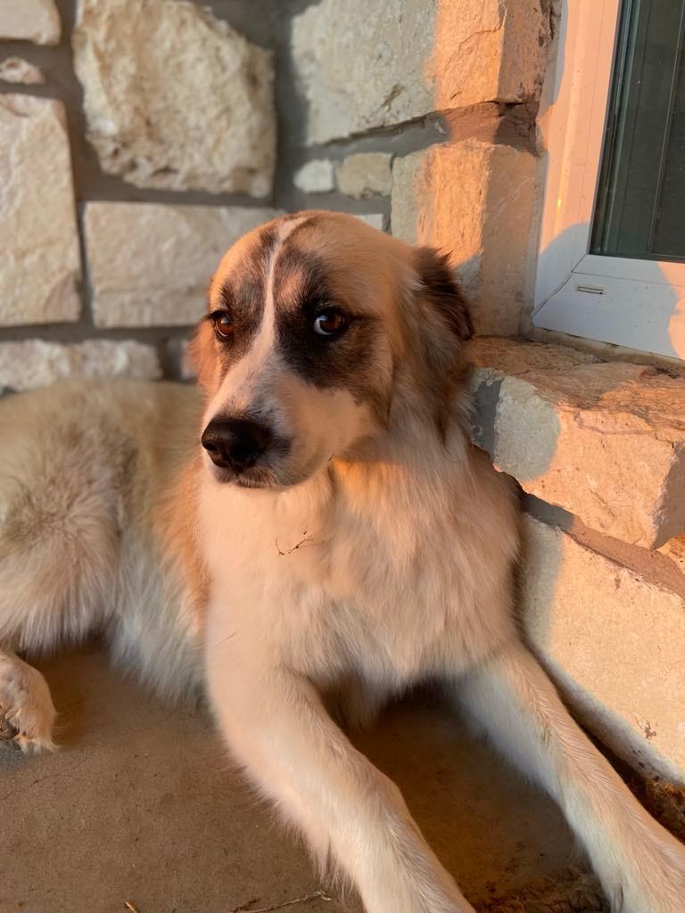 Enlarge Cocoa, a Adoptable mixed breed in Dallas, TX image 2/6