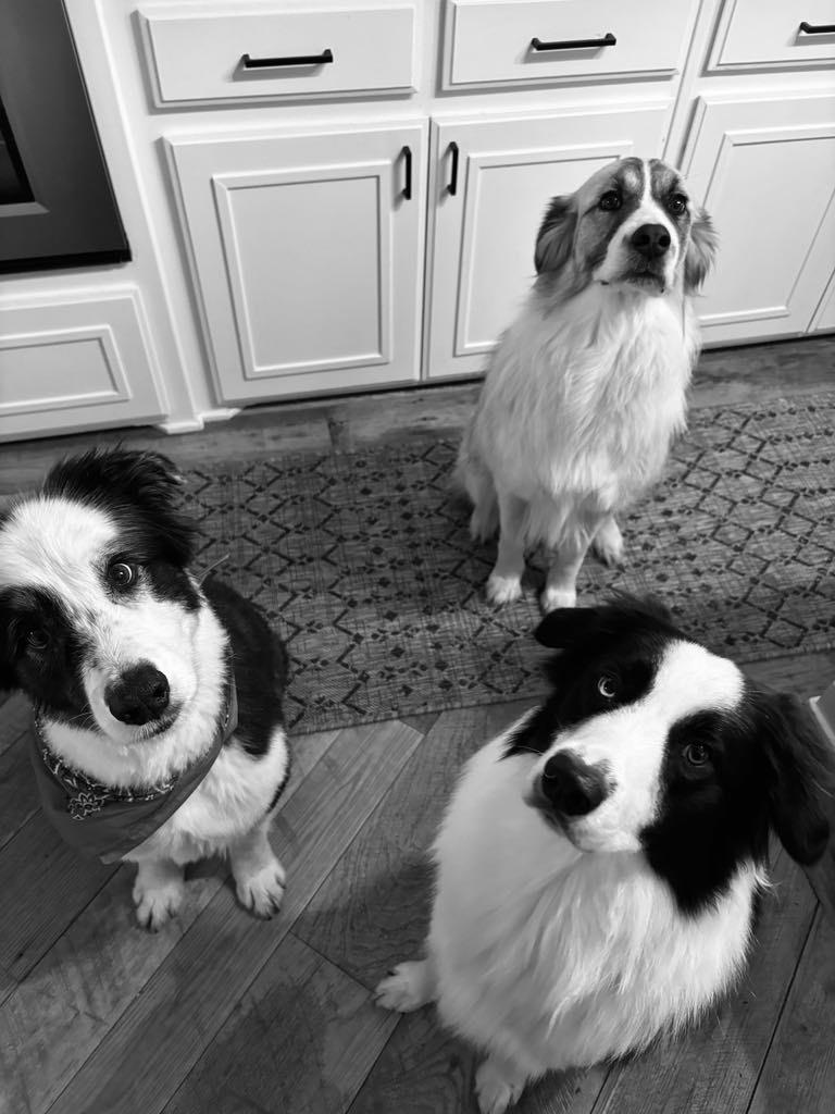 Enlarge Cocoa, a Adoptable mixed breed in Dallas, TX image 4/6