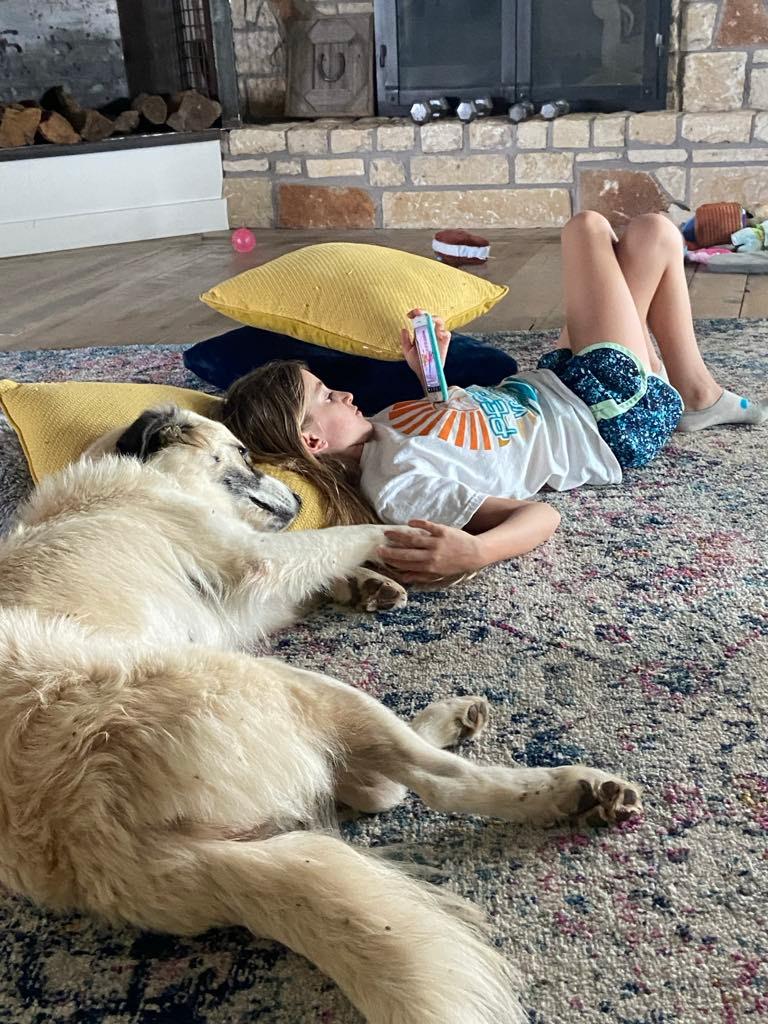 Enlarge Cocoa, a Adoptable mixed breed in Dallas, TX image 5/6