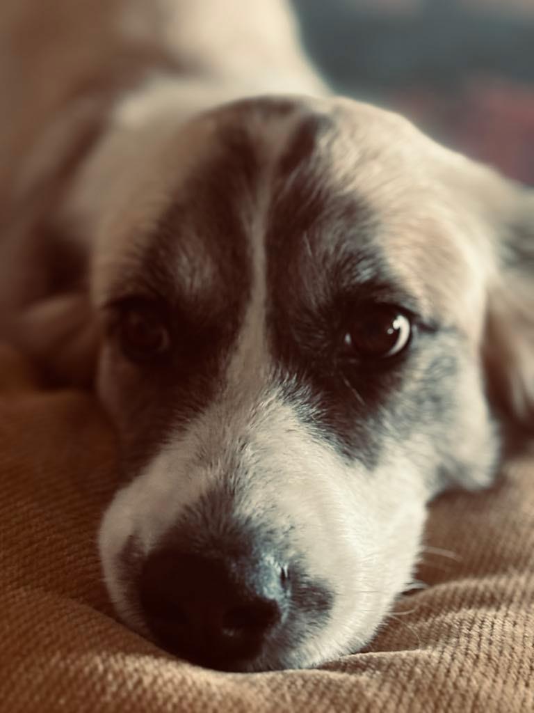 Enlarge Cocoa, a Adoptable mixed breed in Dallas, TX image 6/6