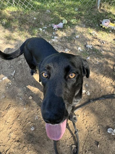 Lucy, Adoptable, Puppy Female Labrador Retriever.