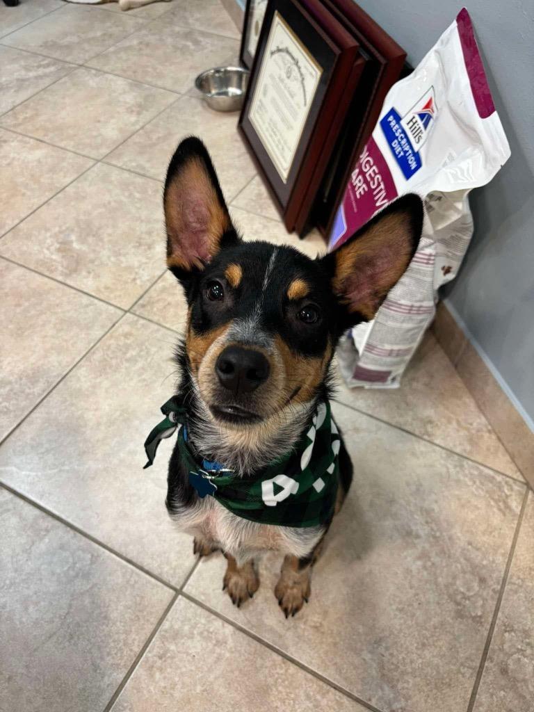 Haze, a Adoptable mixed breed in CONROE, TX image 2/6