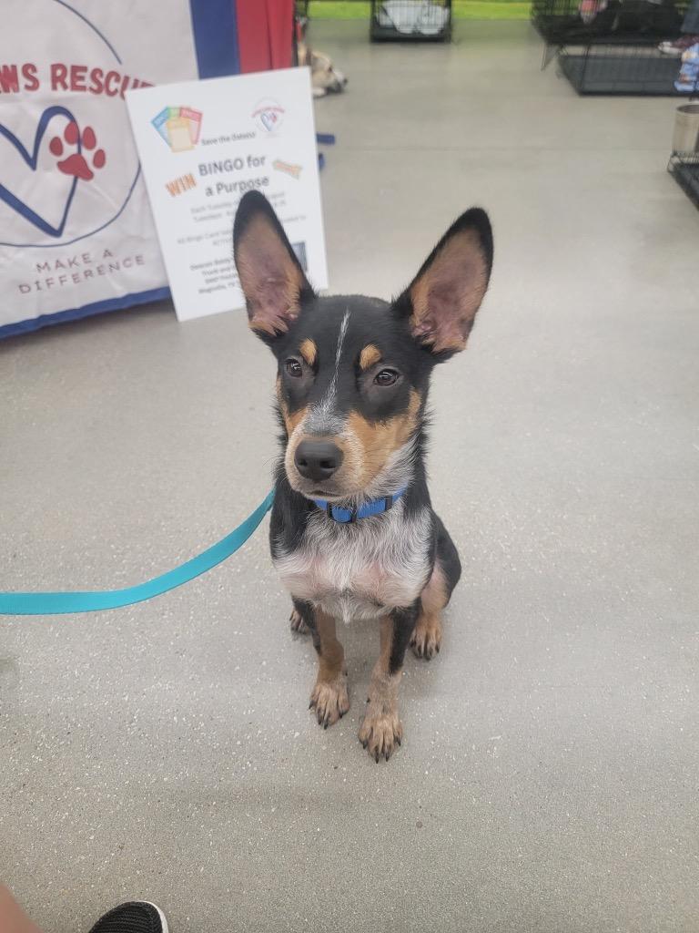 Haze, a Adoptable mixed breed in CONROE, TX image 3/6
