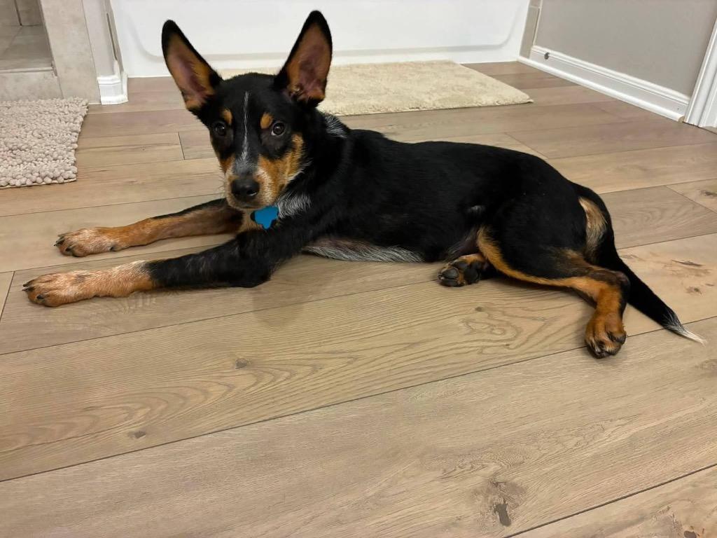 Haze, a Adoptable mixed breed in CONROE, TX image 4/6