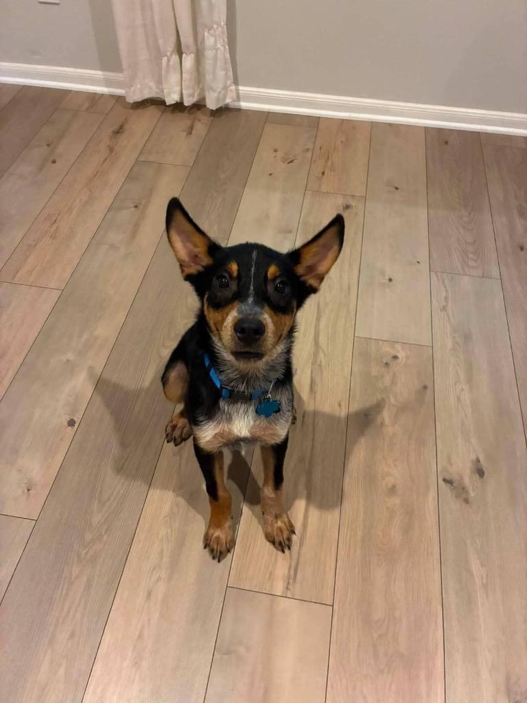 Haze, a Adoptable mixed breed in CONROE, TX image 5/6