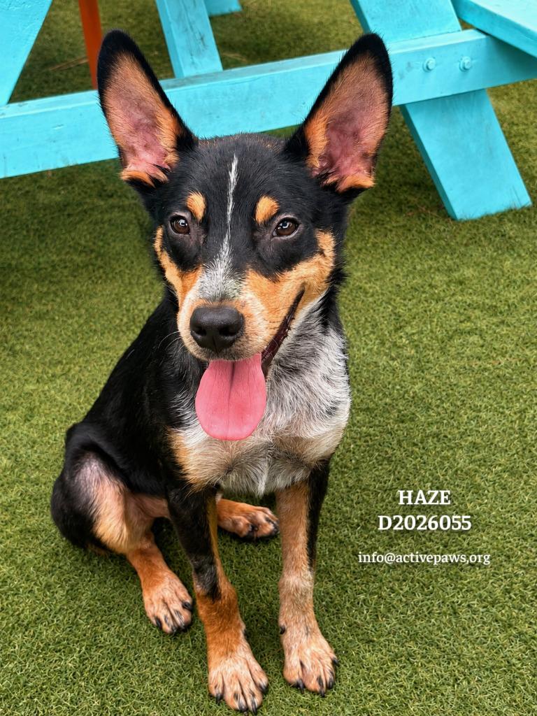 Haze, a Adoptable mixed breed in CONROE, TX image 1/6