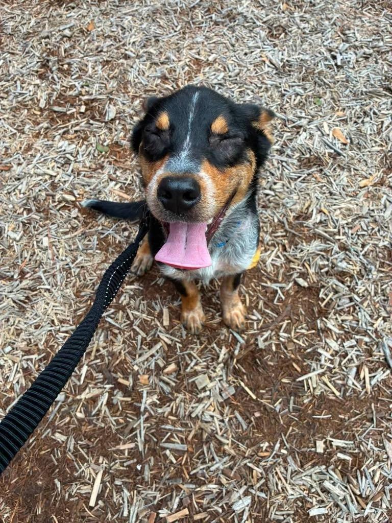 Haze, a Adoptable mixed breed in CONROE, TX image 6/6