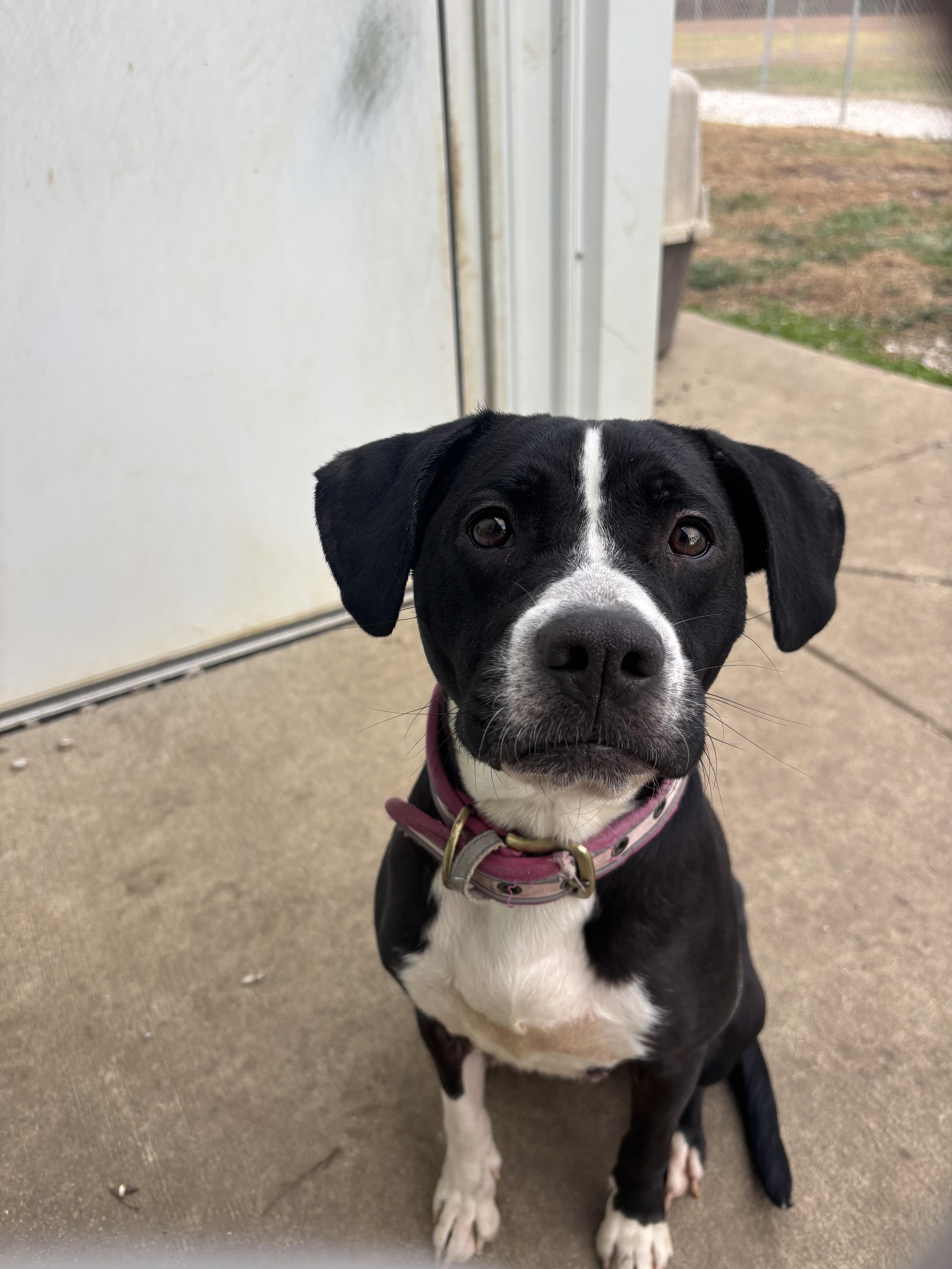 Harlyn, Adoptable, Adult Female Border Collie & Pit Bull Terrier.