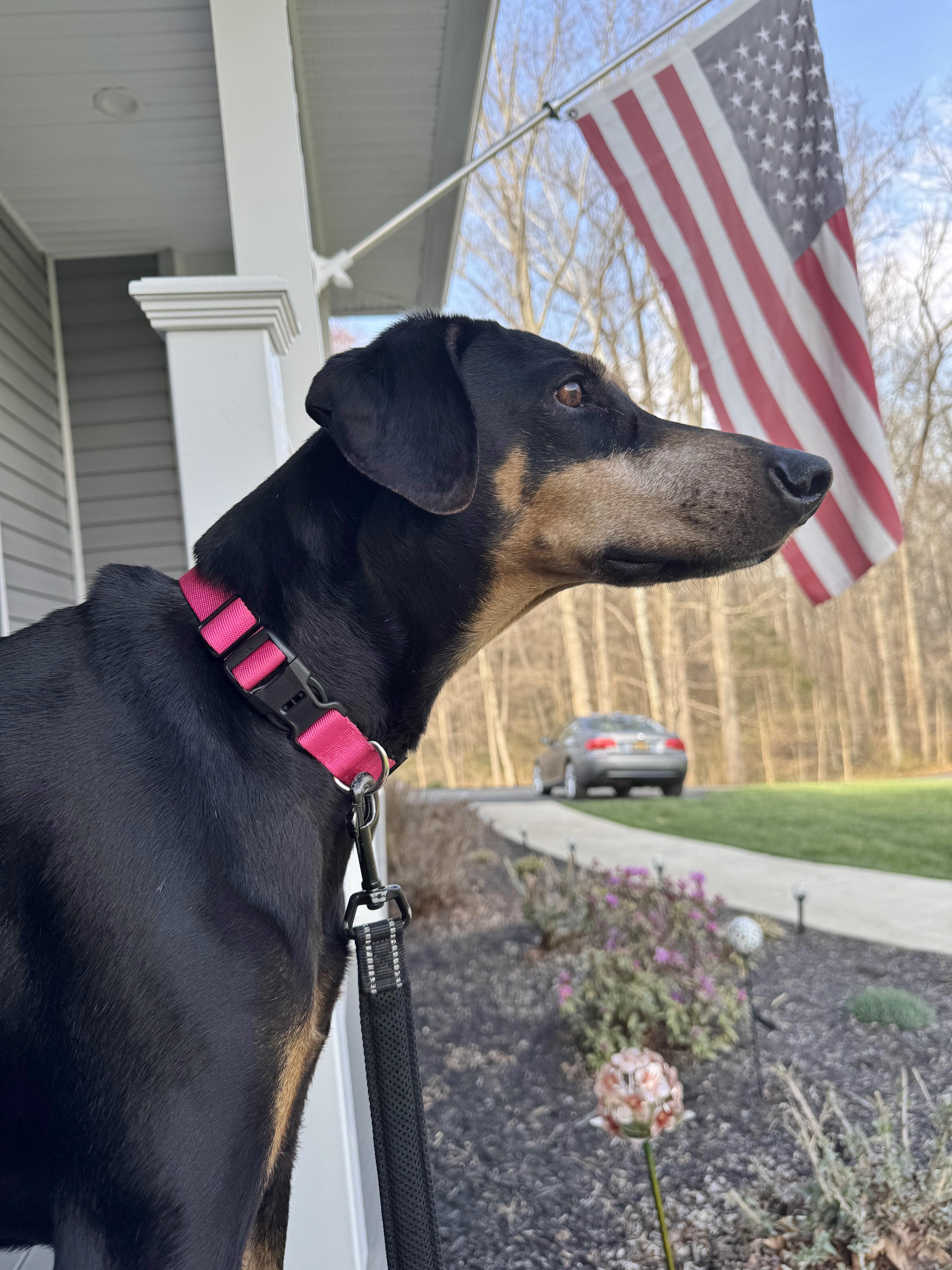 Enlarge Zena, a ADOPTABLE Doberman Pinscher in Arlington, VA image 5/6