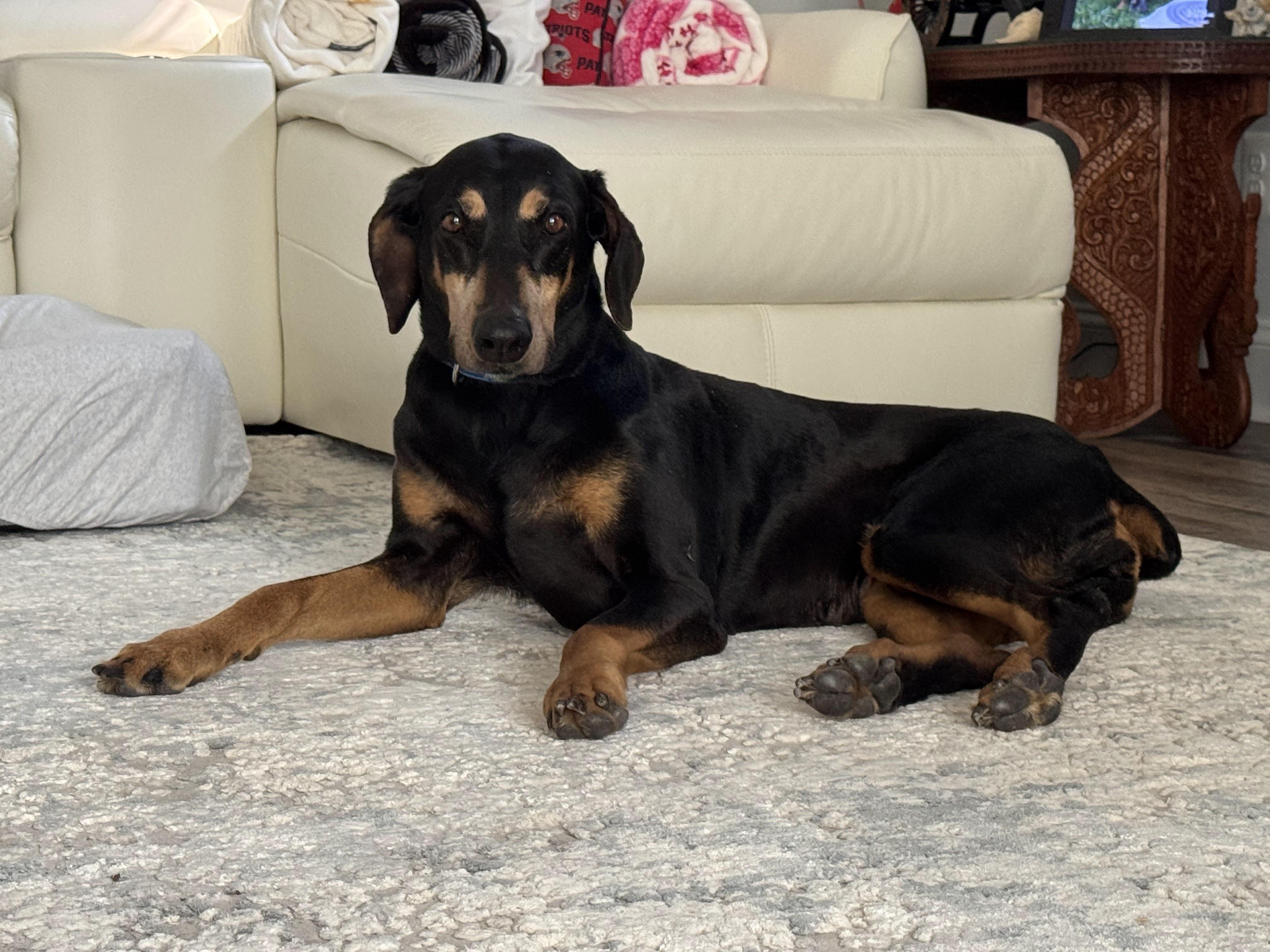 Enlarge Zena, a ADOPTABLE Doberman Pinscher in Arlington, VA image 3/6