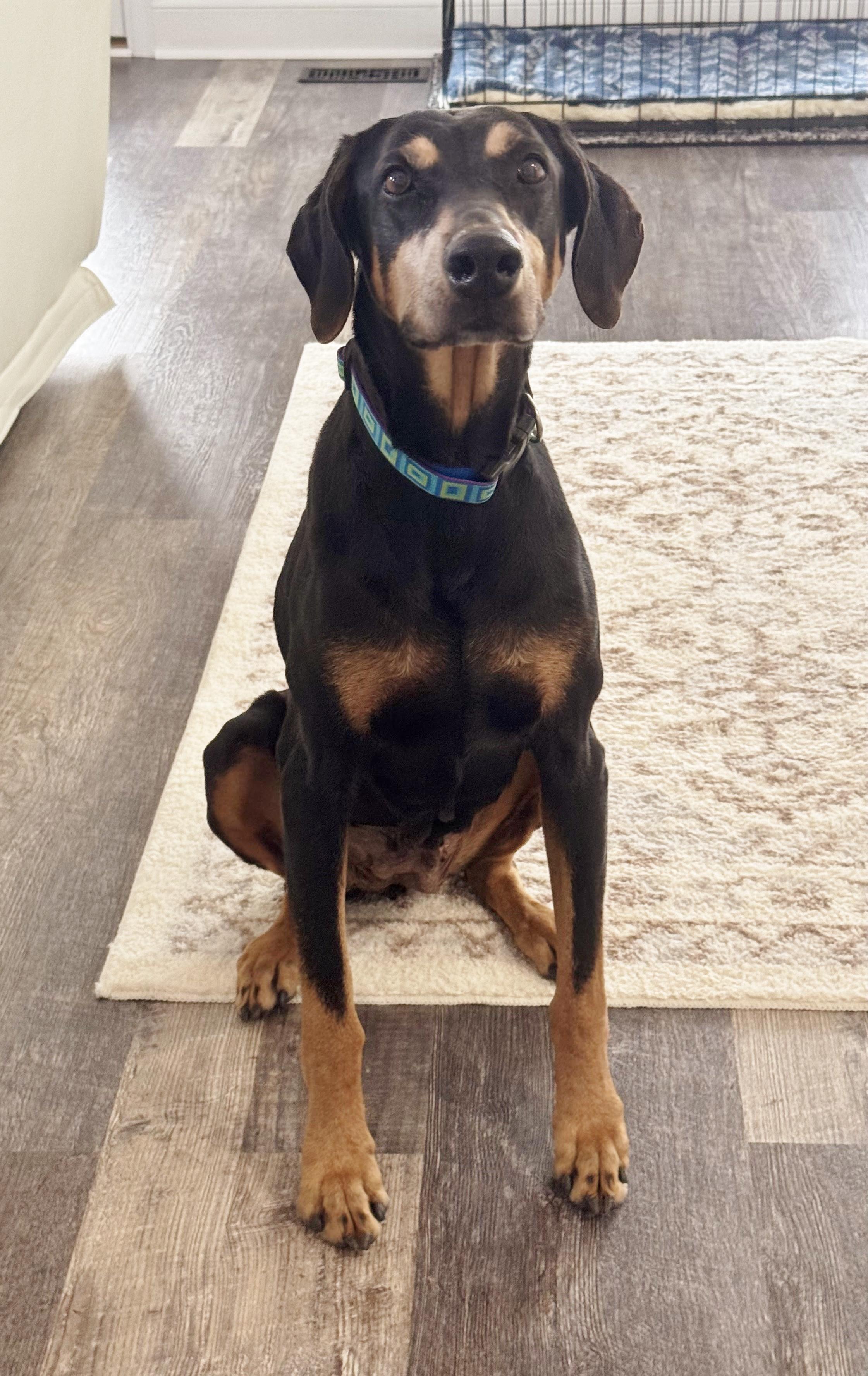 Enlarge Zena, a ADOPTABLE Doberman Pinscher in Arlington, VA image 2/6