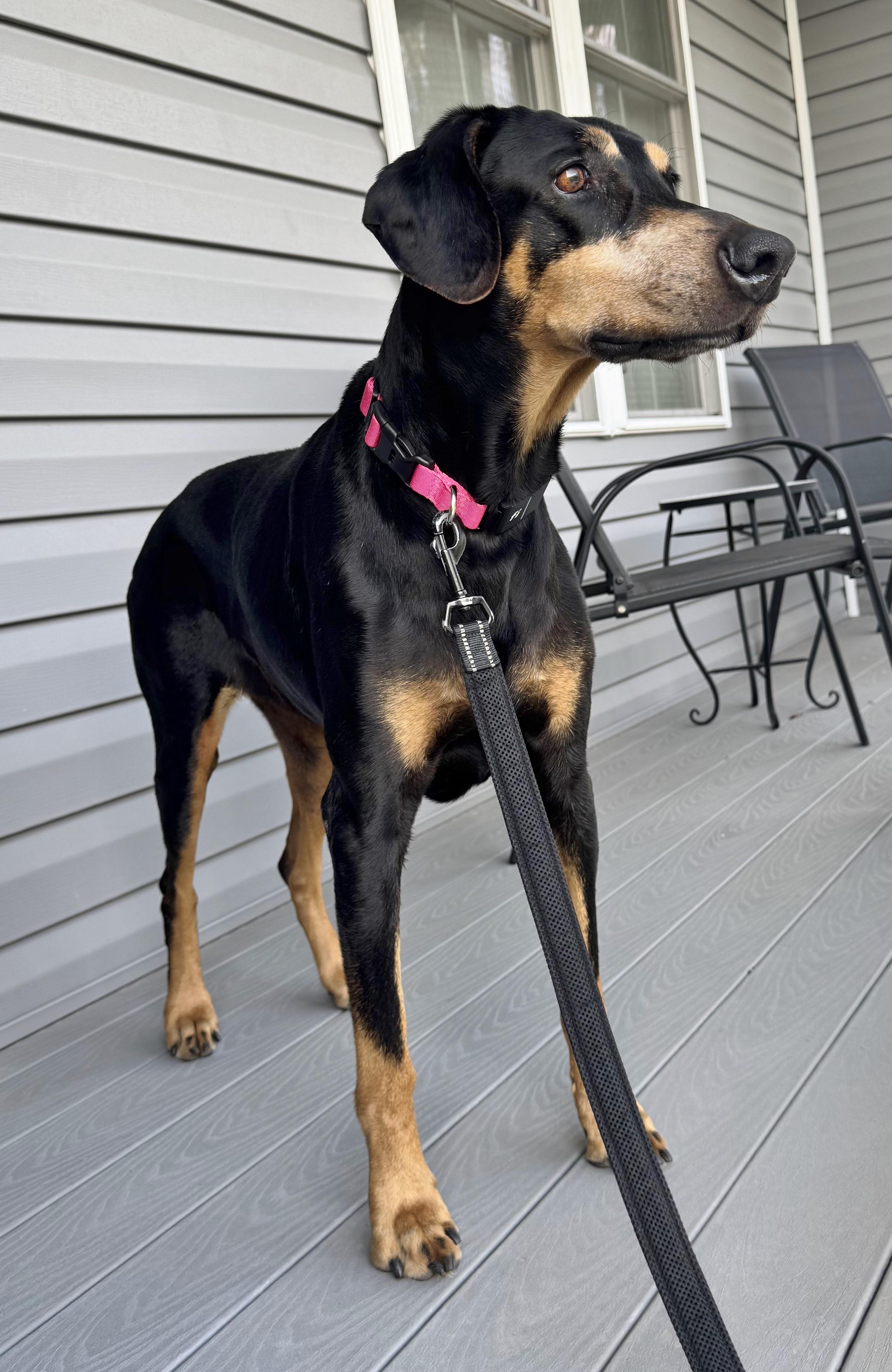 Enlarge Zena, a ADOPTABLE Doberman Pinscher in Arlington, VA image 6/6