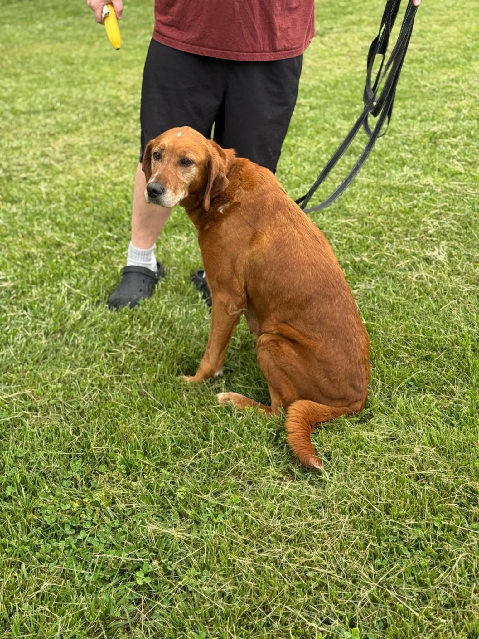 Annie in NH, Adoptable, Senior Female Golden Retriever & Redbone Coonhound.