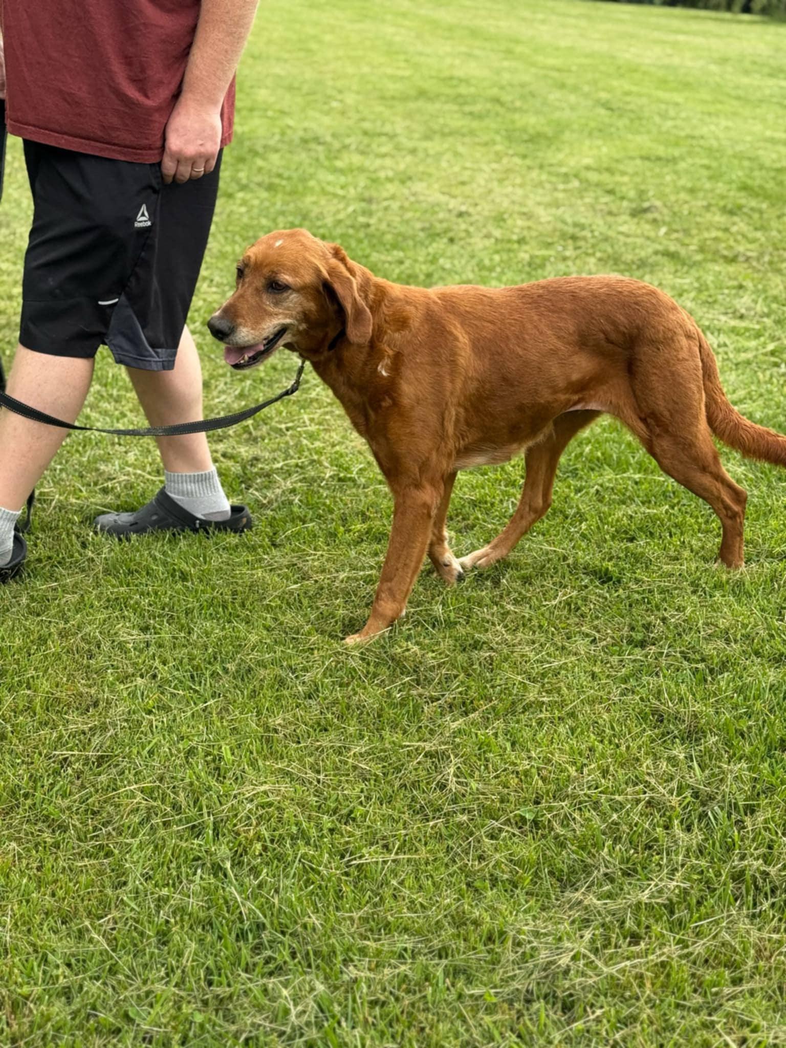Enlarge Annie in NH, a Adoptable mixed breed in Croydon, NH image 2/3