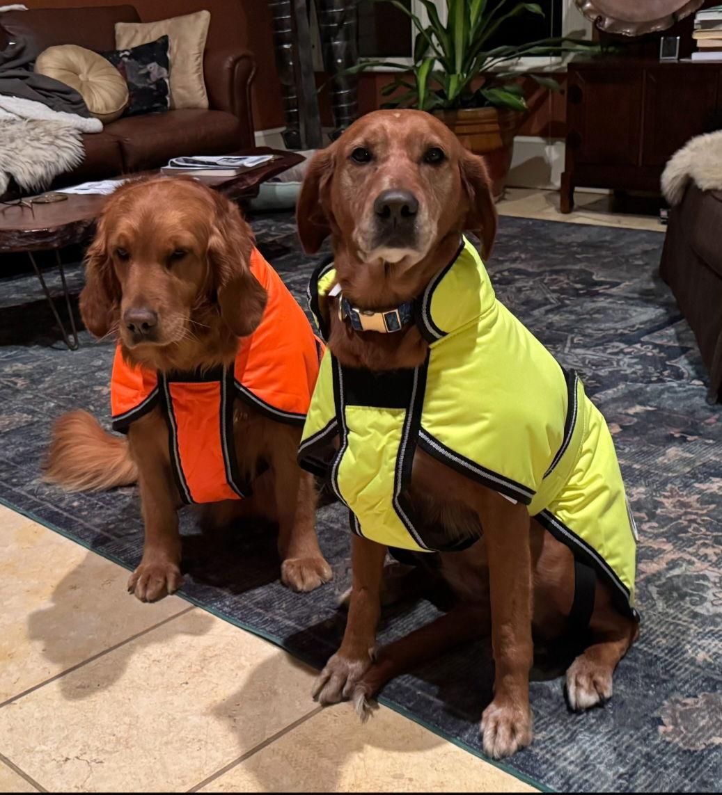 Enlarge Annie in NH, a Adoptable mixed breed in Croydon, NH image 3/3