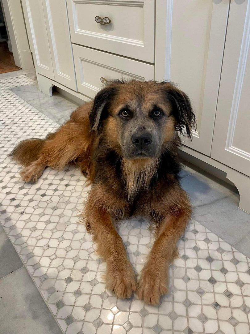 Enlarge Lucas, a Adopted mixed breed in Brattleboro, VT image 1/10