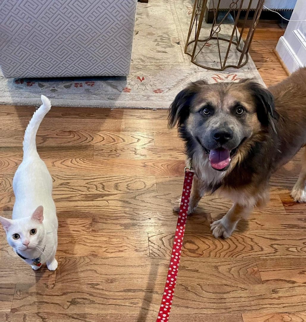 Enlarge Lucas, a Adopted mixed breed in Brattleboro, VT image 3/10