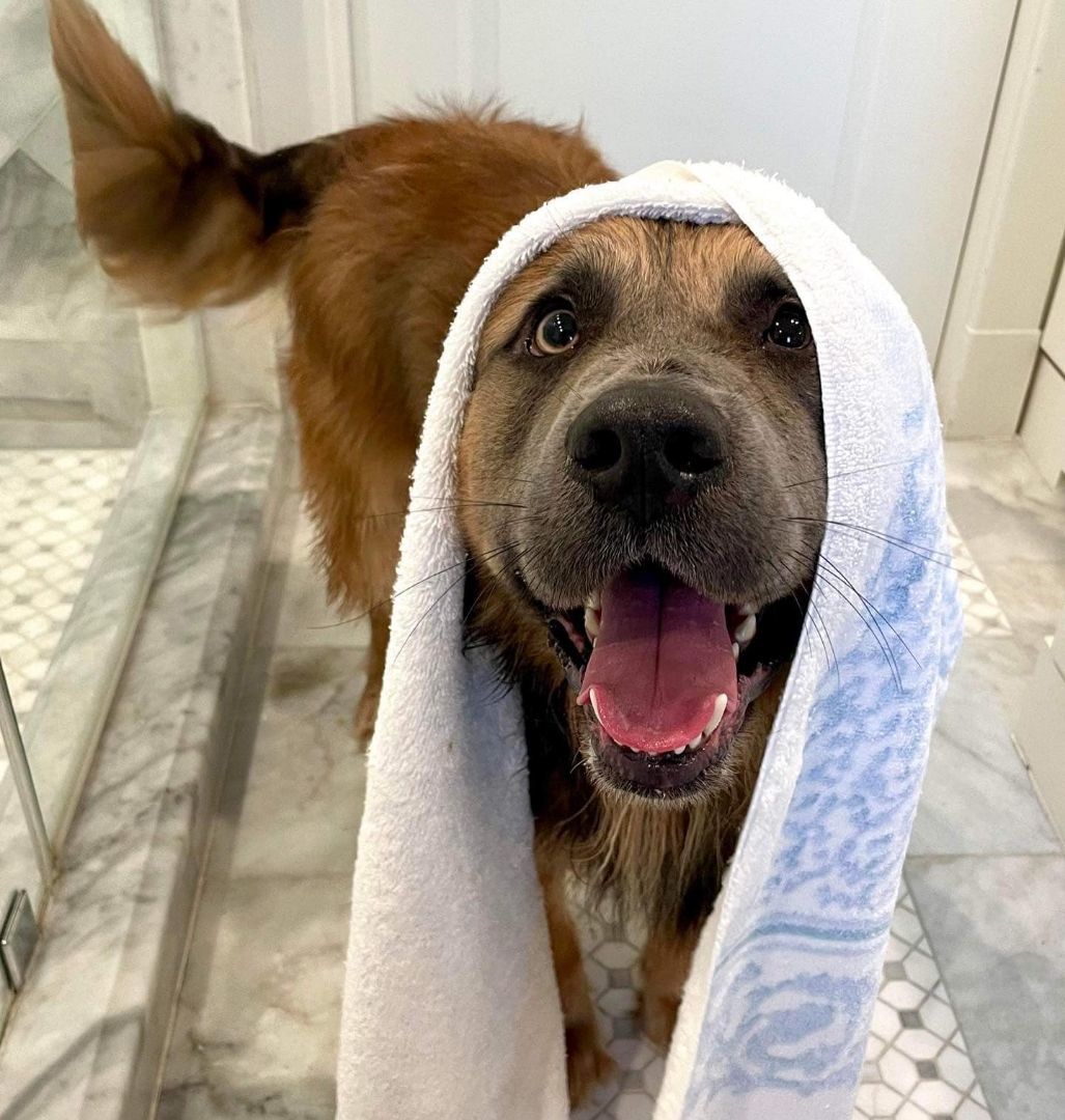 Enlarge Lucas, a Adopted mixed breed in Brattleboro, VT image 4/10