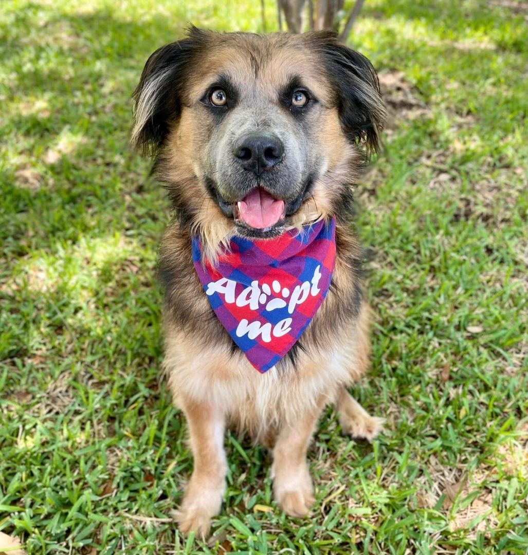 Enlarge Lucas, a Adopted mixed breed in Brattleboro, VT image 5/10