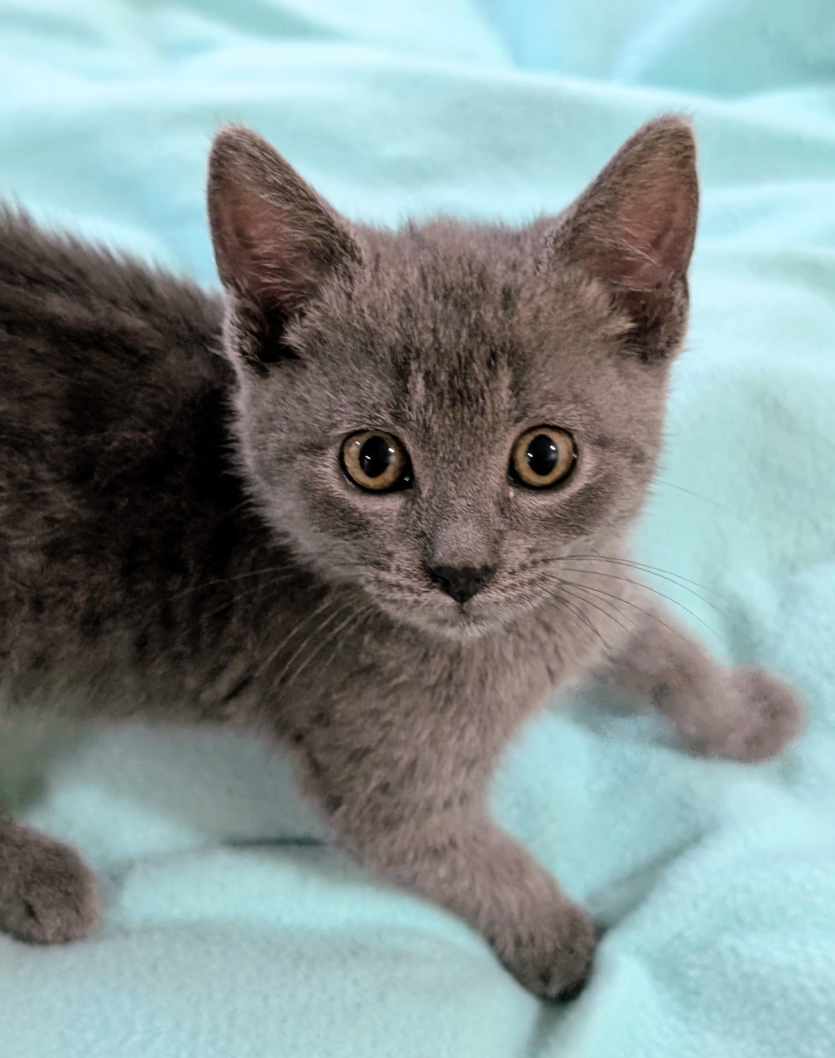 Gracie, adopted, Kitten Female American Shorthair.