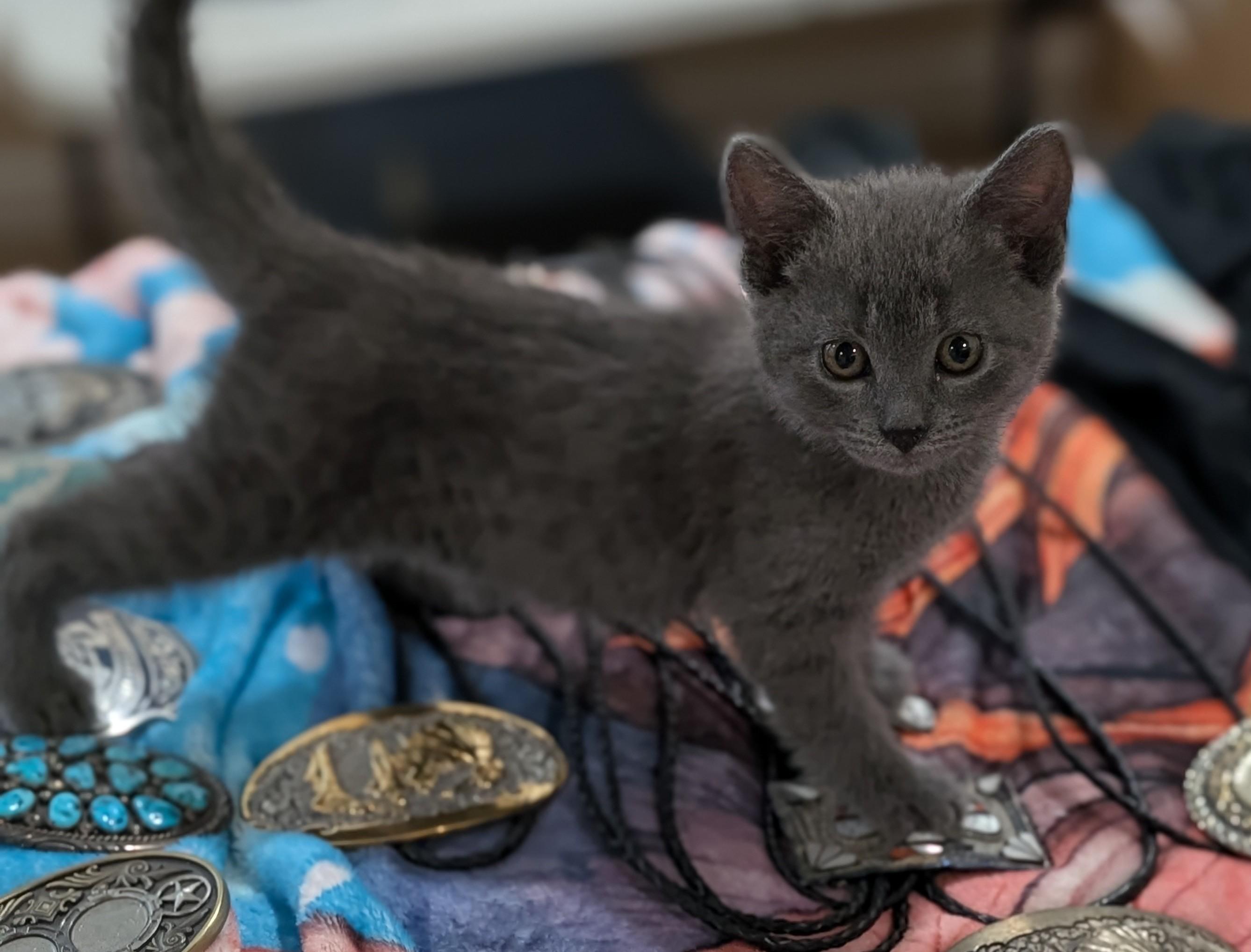 Gracie, an adopted American Shorthair in Tracy, CA image 2/2