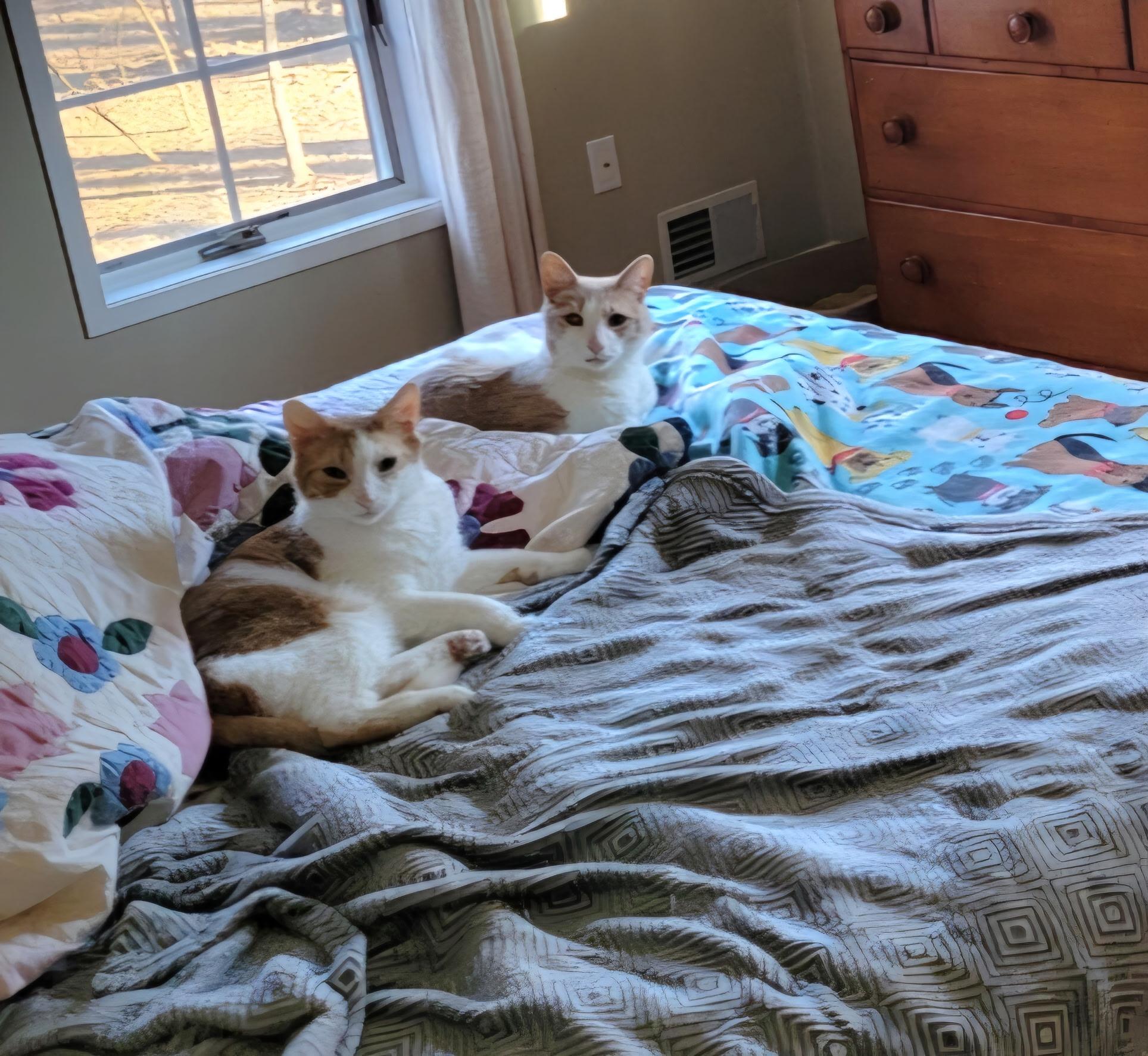 Enlarge D.W. (bonded with Reedy and Pumpkin), an adopted Domestic Short Hair in Bethlehem, PA image 2/6