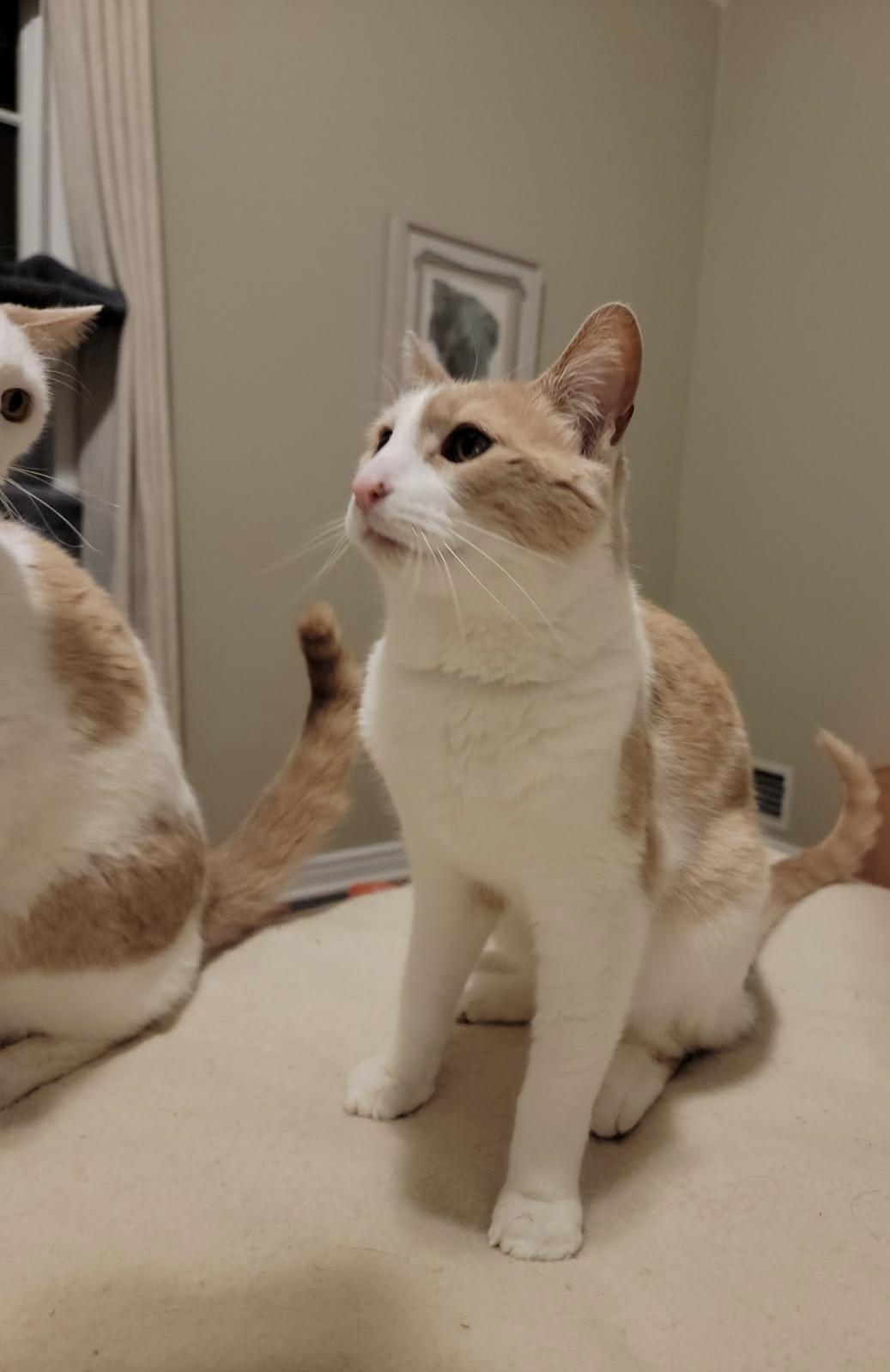 Enlarge D.W. (bonded with Reedy and Pumpkin), an adopted Domestic Short Hair in Bethlehem, PA image 1/6
